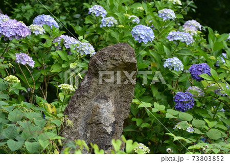 石像の上に咲く紫陽花たち 73803852