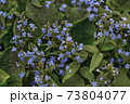 Forget-me-nots 73804077