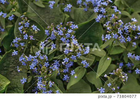 Forget-me-nots 73804077