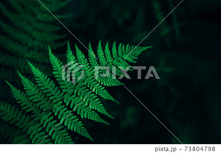 Perfect natural fern leaves background. 73804798