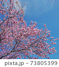 青空と河津桜 73805399