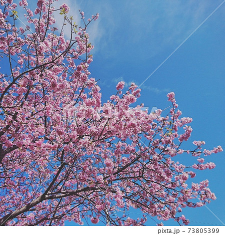 青空と河津桜 青空と河津桜 73805399