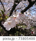 ソメイヨシノ 73805400