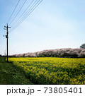 青空と桜堤、菜の花畑の風景 73805401
