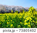 菜の花畑と桜並木 73805402