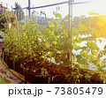 夕方の家庭菜園 73805479