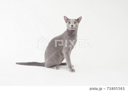 お座りしたロシアンブルー お座りしたロシアンブルー 73805563