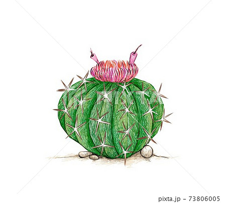 Hand Drawn Sketch of Melocactus or Melon Cactus 73806005