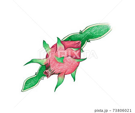 Hand Drawn Sketch of Hylocereus or Pitaya Cactus 73806021