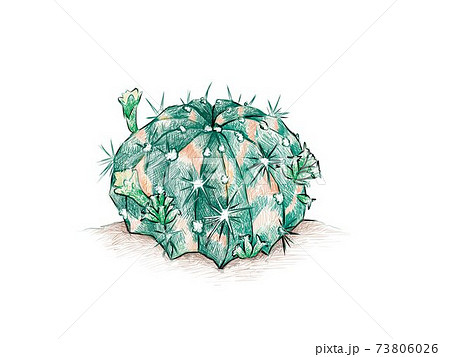 Hand Drawn Sketch of Gymnocalycium Mihanovichii Cactus Plant 73806026
