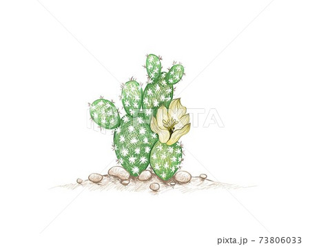Hand Drawn Sketch of Opuntia Microdasys Cactus 73806033