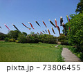 田園と青空を泳ぐ鯉のぼり 73806455