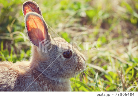 Rabbit 73806484