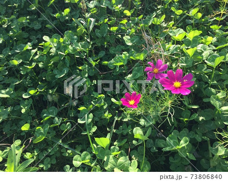 クローバー畑の中に咲く濃いピンク色の花の写真素材