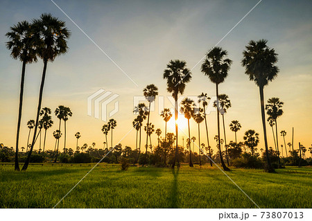 Sugar palm and rice field at sunset with light shade Sugar palm and rice field at sunset with light shade 73807013