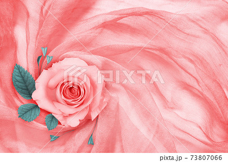 Peach rose flower and leaves on draped textile Peach rose flower and leaves on draped textile 73807066