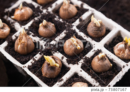 Planting spring flowers. Gardening tools and crocus bulbs planted in peat pots. Planting spring flowers. Gardening tools and crocus bulbs planted in peat pots. 73807167
