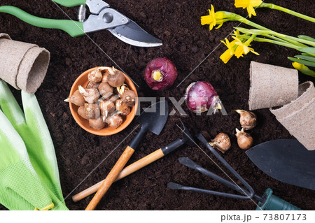 Spring gardening background. Gardening tools with hyacinth and crocus bulbs on fertile soil texture. 73807173