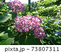 むらさきの紫陽花 73807311