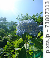 逆光と水色の紫陽花 73807313