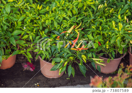 peppers - Decoration item for Lunar new year with text Happy new year in Vietnamese and wishes of all the best peppers - Decoration item for Lunar new year with text Happy new year in Vietnamese and wishes of all the best 73807589