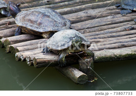 Turtles lying on the bamboo raft 73807733
