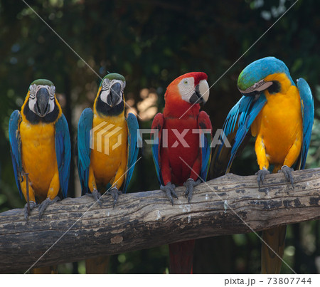 Colorful Macaw Colorful Macaw 73807744