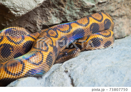 Close up of Bazillion Rainbow Bo, focus at eyes 73807750