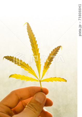 Sheet dry hemp in the hands. Sunbeam to the light. Sheet dry hemp in the hands. Sunbeam to the light. 73808841