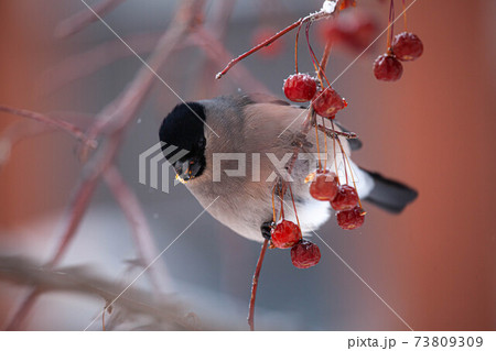 Bullfinch on a branch is eating red berry. Pyrrhula-pyrrhula 73809309