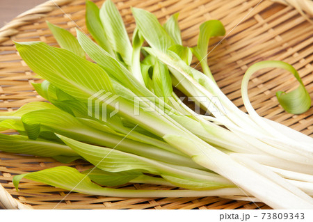 うるい うるい 73809343