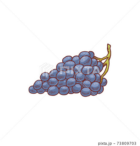 Blue grapes bunch - cartoon drawing isolated on white background Blue grapes bunch - cartoon drawing isolated on white background 73809703