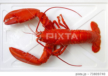 Lobster 73809740