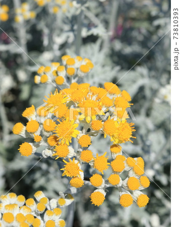 シロタエギクの花 73810393