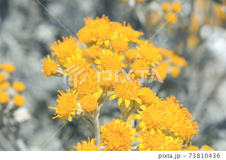 シロタエギクの花 シロタエギクの花 73810436
