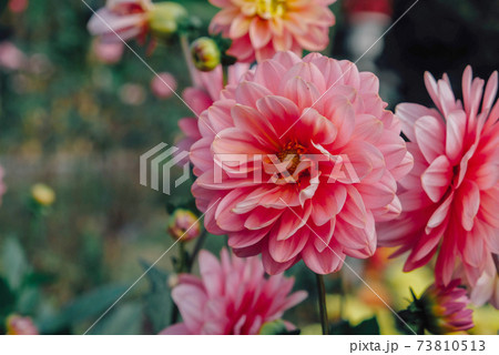 Beautiful pink dahlia flowers in full bloom in the garden. 73810513