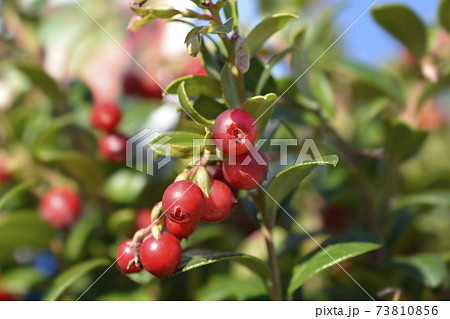 Lingonberry Fireballs Lingonberry Fireballs 73810856