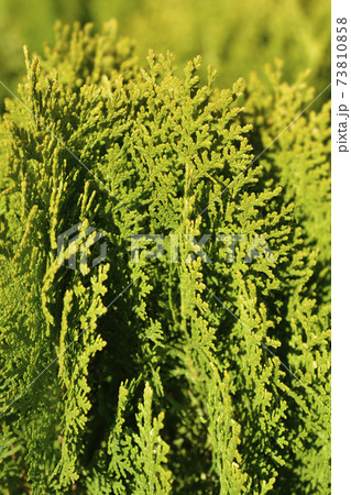 Dwarf golden oriental thuja 73810858