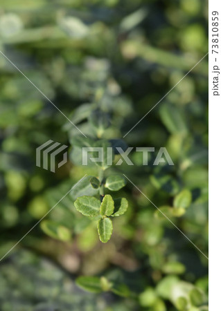 Wintercreeper Minimus Wintercreeper Minimus 73810859