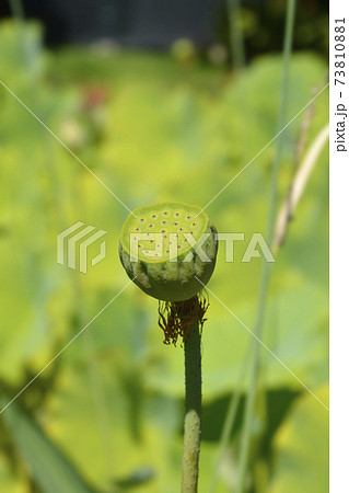 Sacred lotus Sacred lotus 73810881