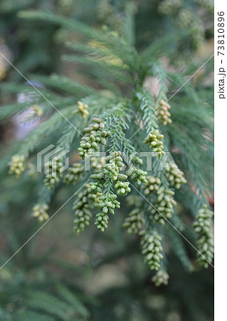Japanese cedar Japanese cedar 73810896
