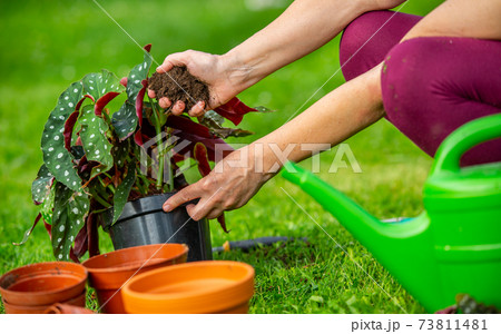 Senior woman planting her new plants or flower in the huge garden, gardening concept 73811481