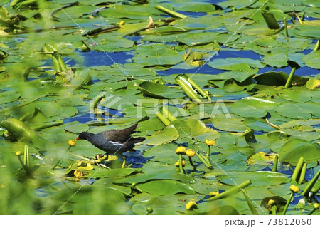 Eurasian Common Moorhen on a green water plant in Heligoland 73812060