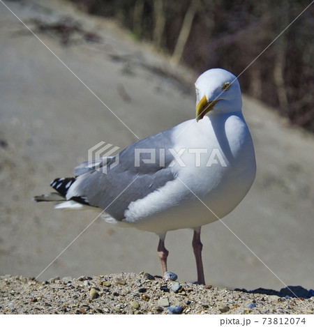 singe european herring gull on heligoland beach 73812074