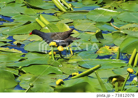 Eurasian Common Moorhen on a green water plant in Heligoland 73812076