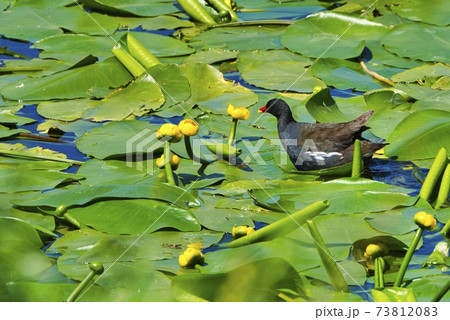 Eurasian Common Moorhen on a green water plant in Heligoland 73812083