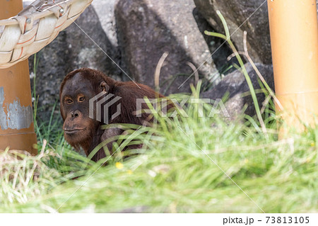 多摩動物公園のオランウータン の写真素材