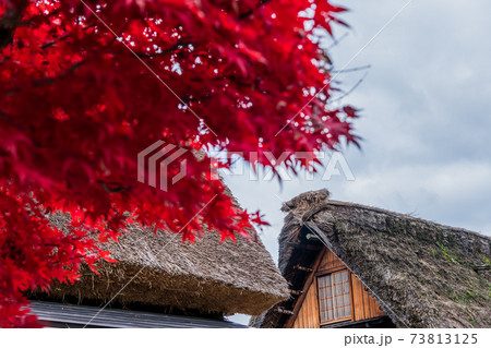 【紅葉の白川郷　合掌造り集落 】 73813125