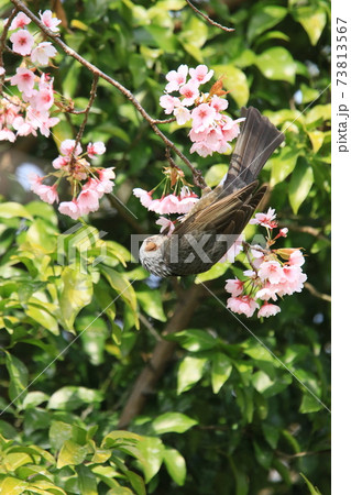 桜の木の細い枝先にとまり花芯を下からつつくヒヨドリ 73813567