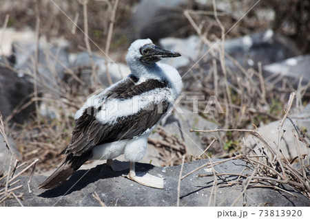 Juvenile Blue-Footed Booby, Sula nebouxii, from the Galapagos Islands Juvenile Blue-Footed Booby, Sula nebouxii, from the Galapagos Islands 73813920